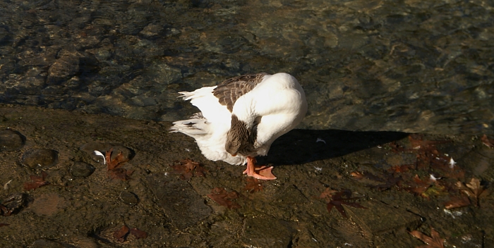 PICT1972 small VRISES BIRD AGILITY.jpg - 212748 Bytes